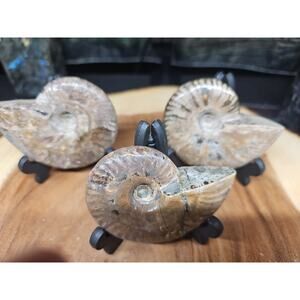 1 Each Ammonite Fossil Polished From Madagascar 145-175 Grams W/stand